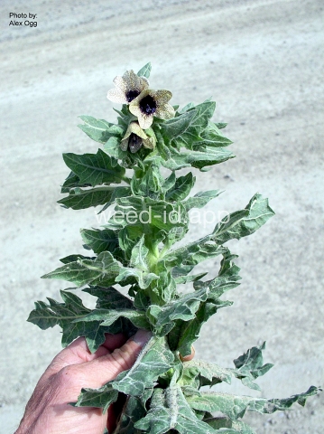 henbane, black
